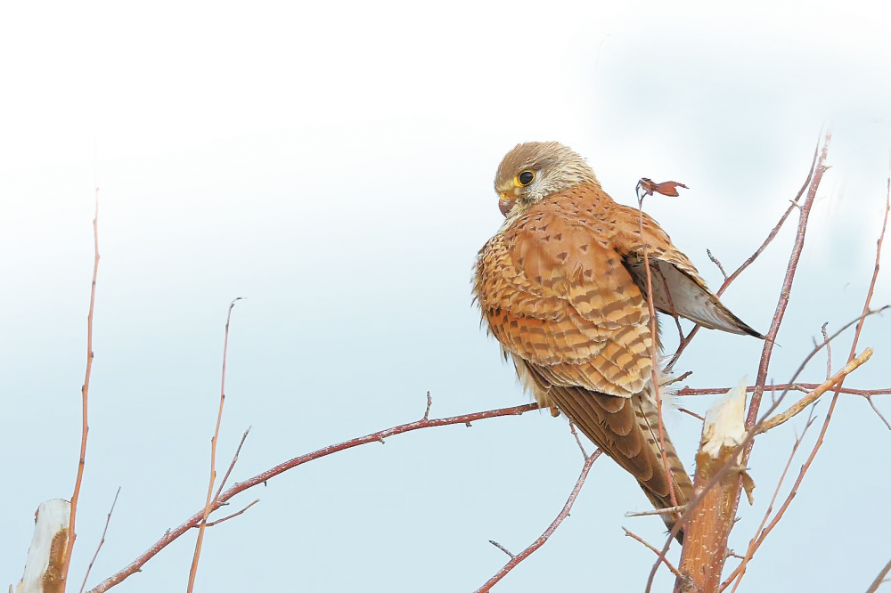 红隼(受访者供图)