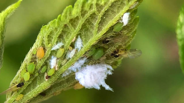 棉蚜虫/绵蚜虫eriosoma sp