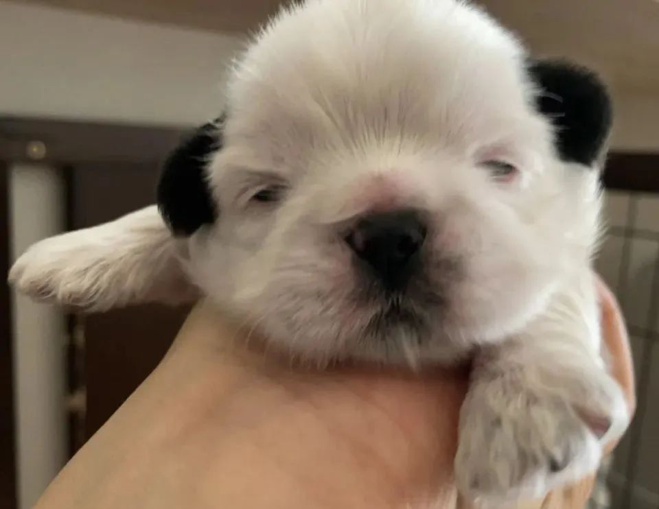 小奶狗黑耳白脸超级可爱可谁也没想到它变成了这样