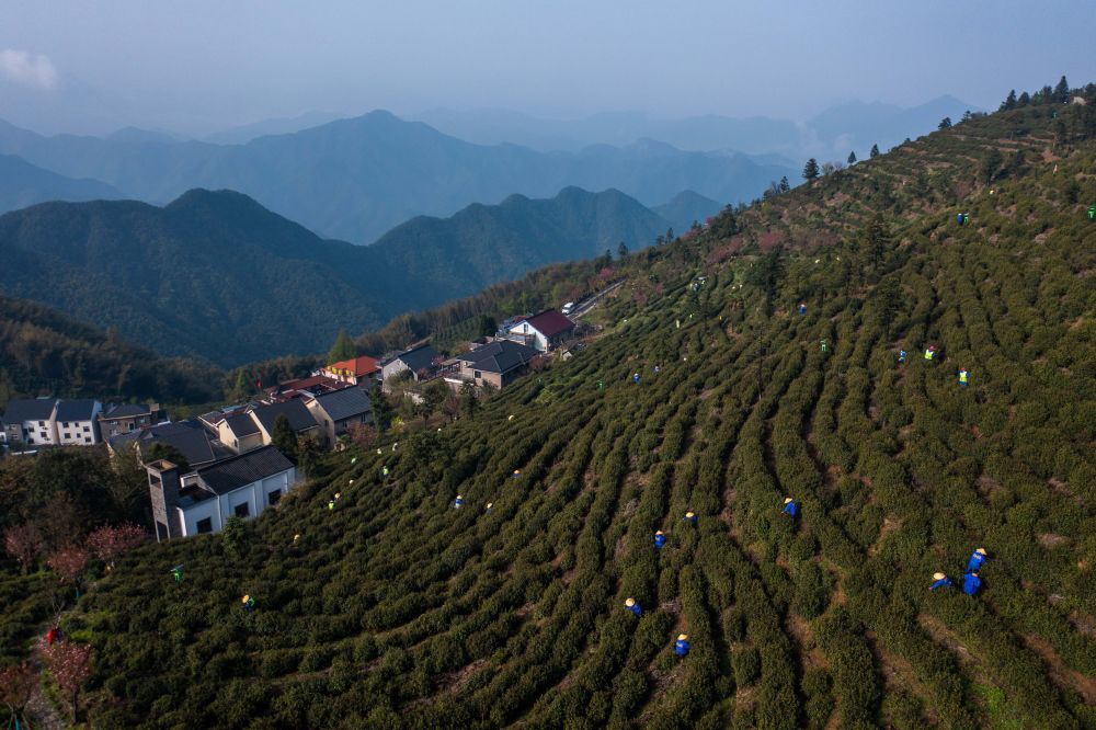 2023年4月7日,浙江省杭州市富阳区里山镇安顶村的茶农在采摘安顶云雾