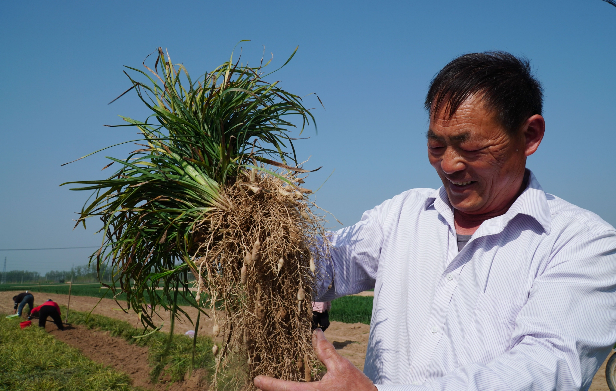 山东单县春日麦冬收获忙