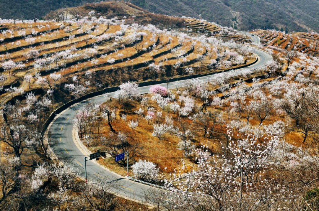 蒲洼乡山路弯弯伴花田