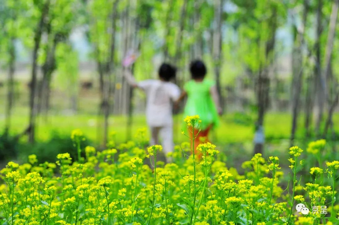 两个孩子在绿意浓浓的农村田地里游玩嬉戏.樊甲山摄