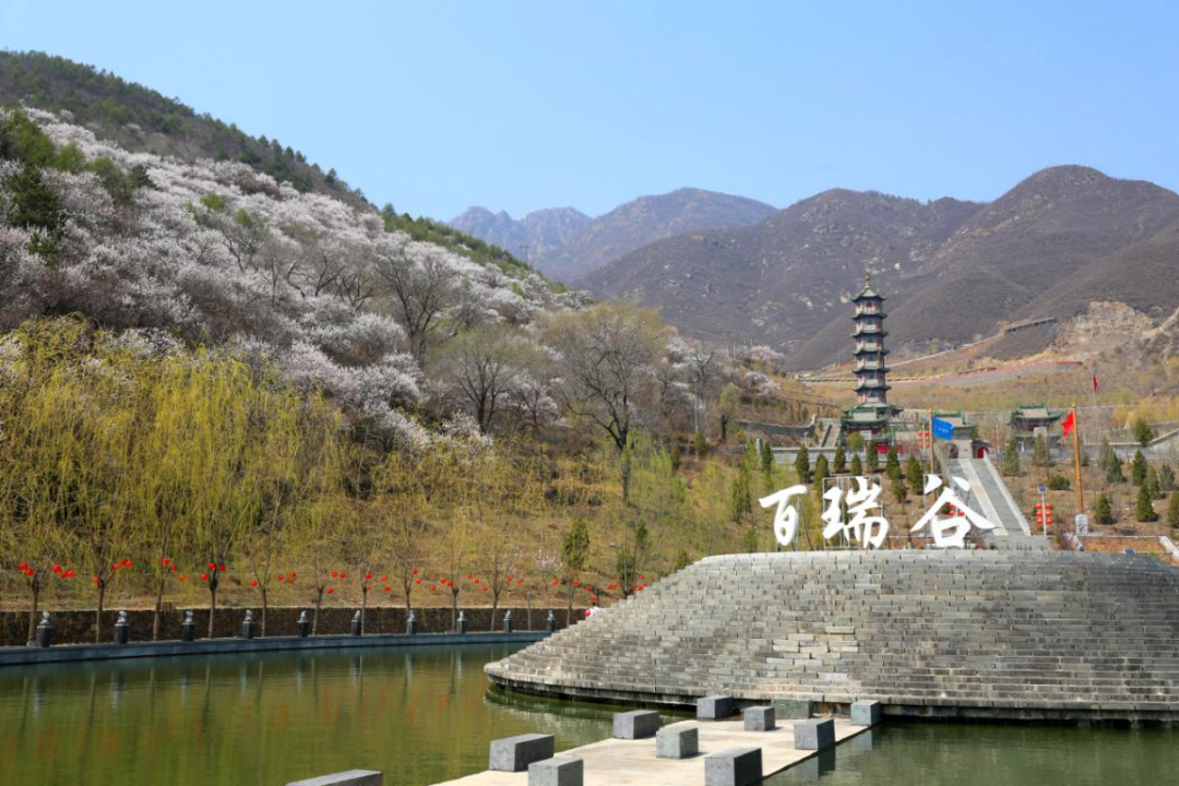 史家营乡百瑞谷景区杏花映宝塔