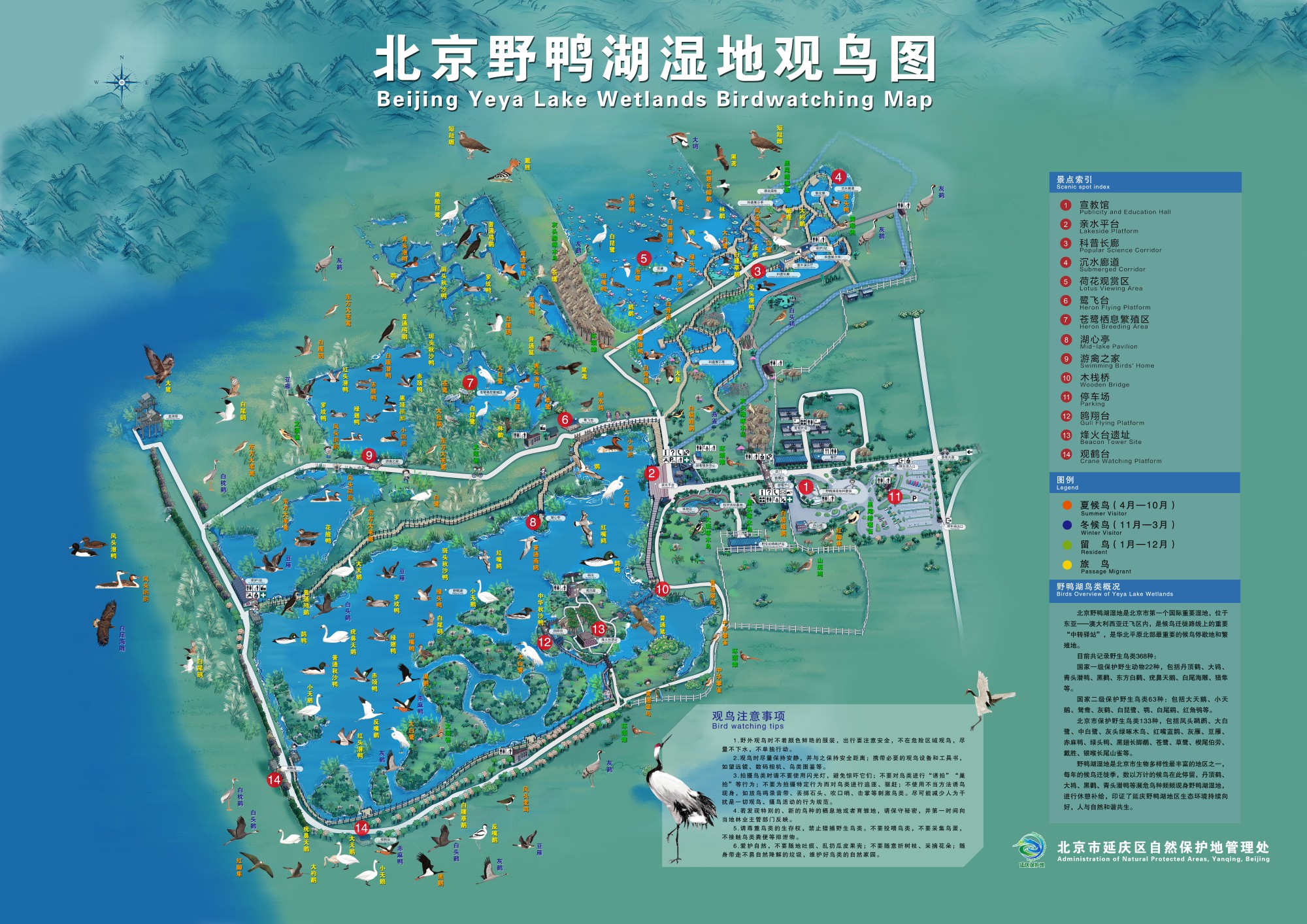 野鸭湖发布湿地观鸟图,观天鹅,苍鹭,灰鹤请奔这儿|湿地|北京市_新浪