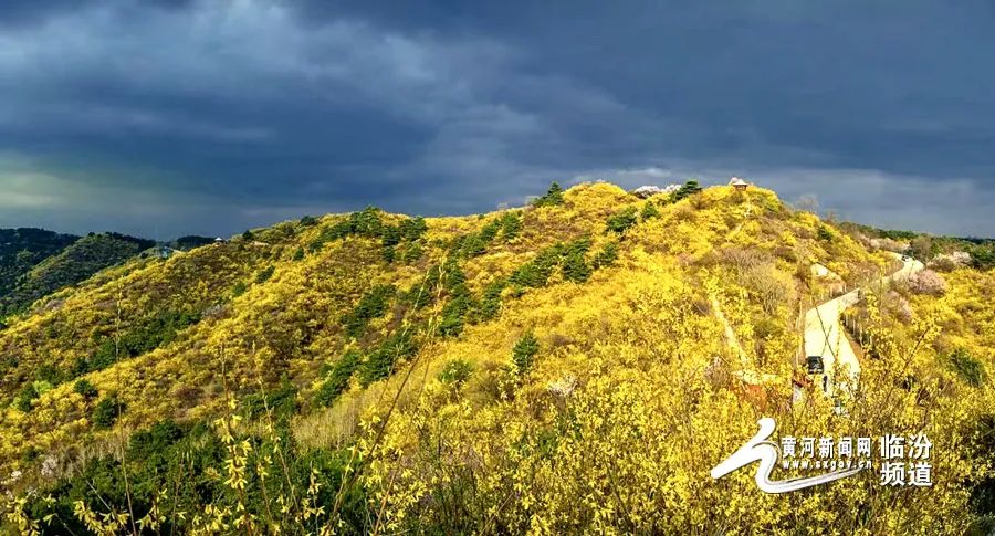 【大美山西】俯瞰安泽黄花岭 满目浸染花世界