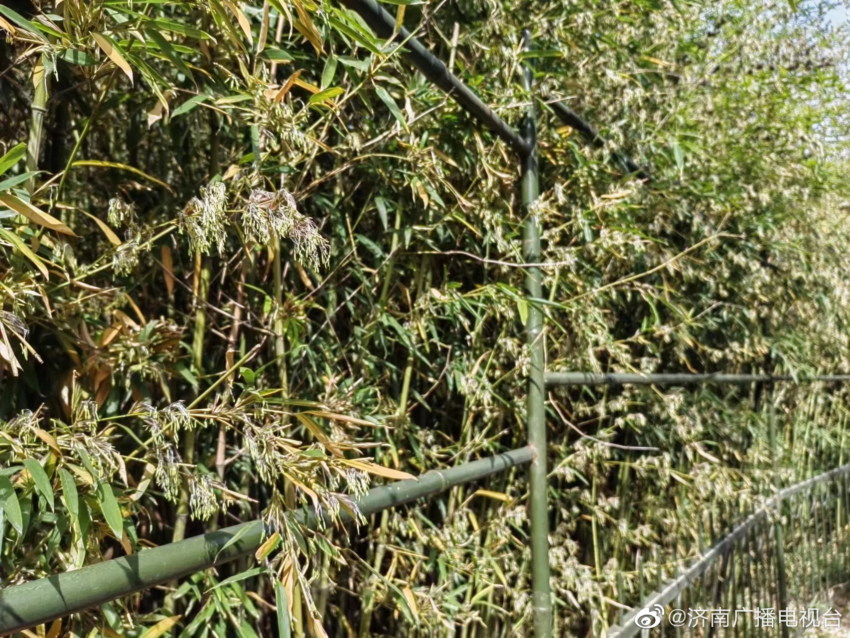 泉城公园的竹子为啥开花了?植物专家科学解读!|泉城公园_新浪新闻