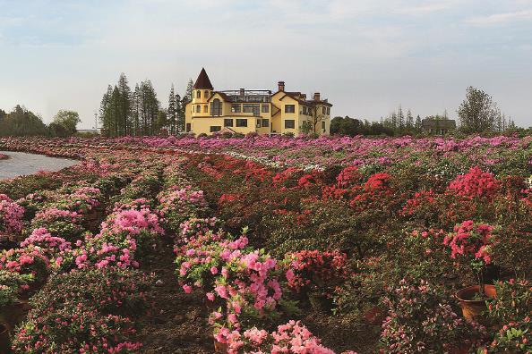 嘉善县大云镇碧云花园景区内约一百万株杜鹃花已渐次开放 嘉善县大云