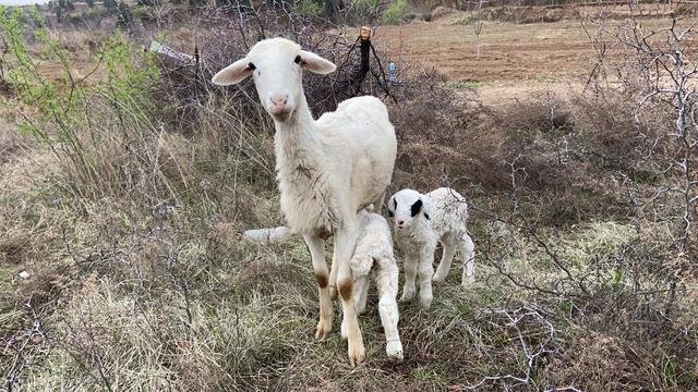 蒲城公安局:民警上演"寻羊记" 找回于大爷的三只"迷途羔羊"|民警_新浪