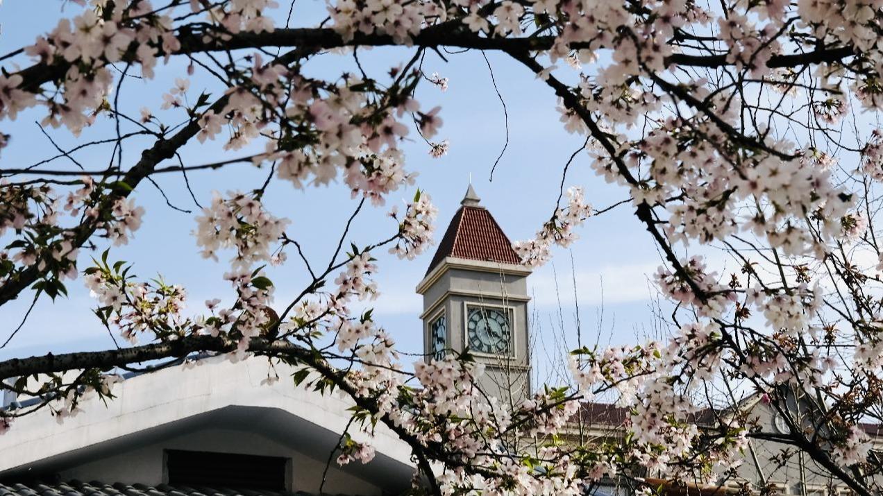 甘泉外国语中学:赏最美樱花 展青春芳华
