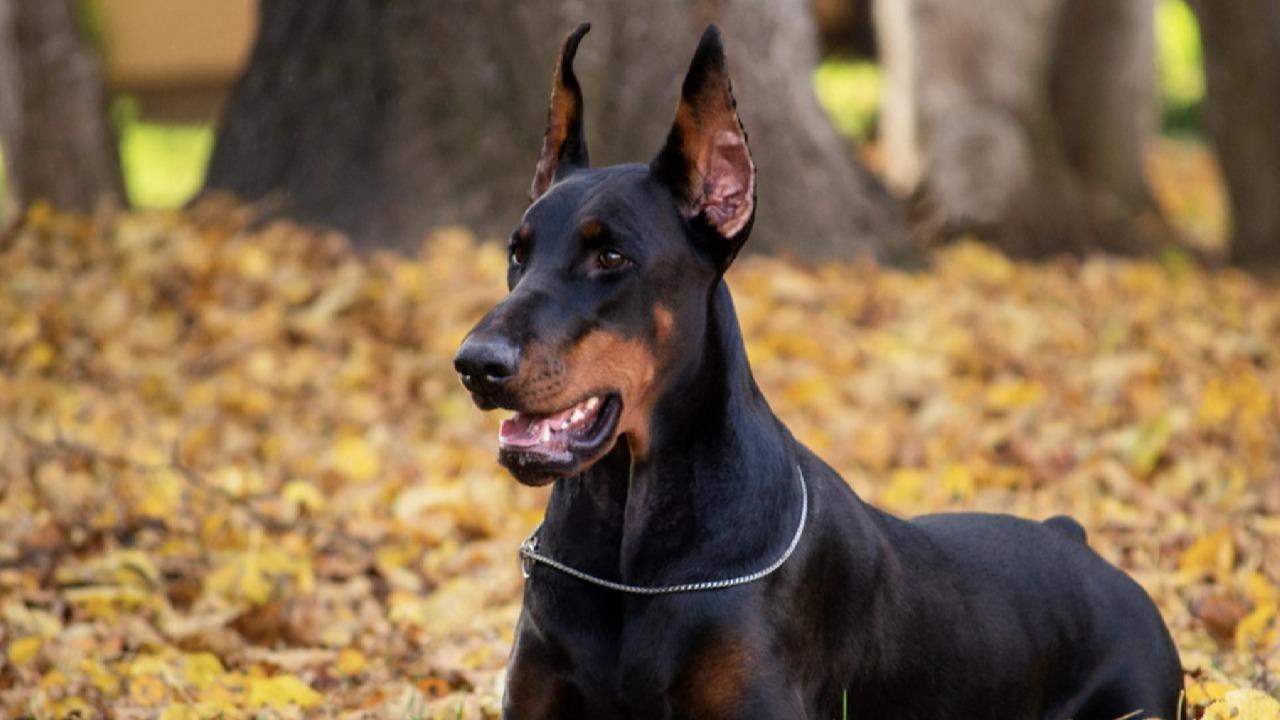 上海禁养的杜宾犬 在小区游乐场吓哭小孩_手机新浪网