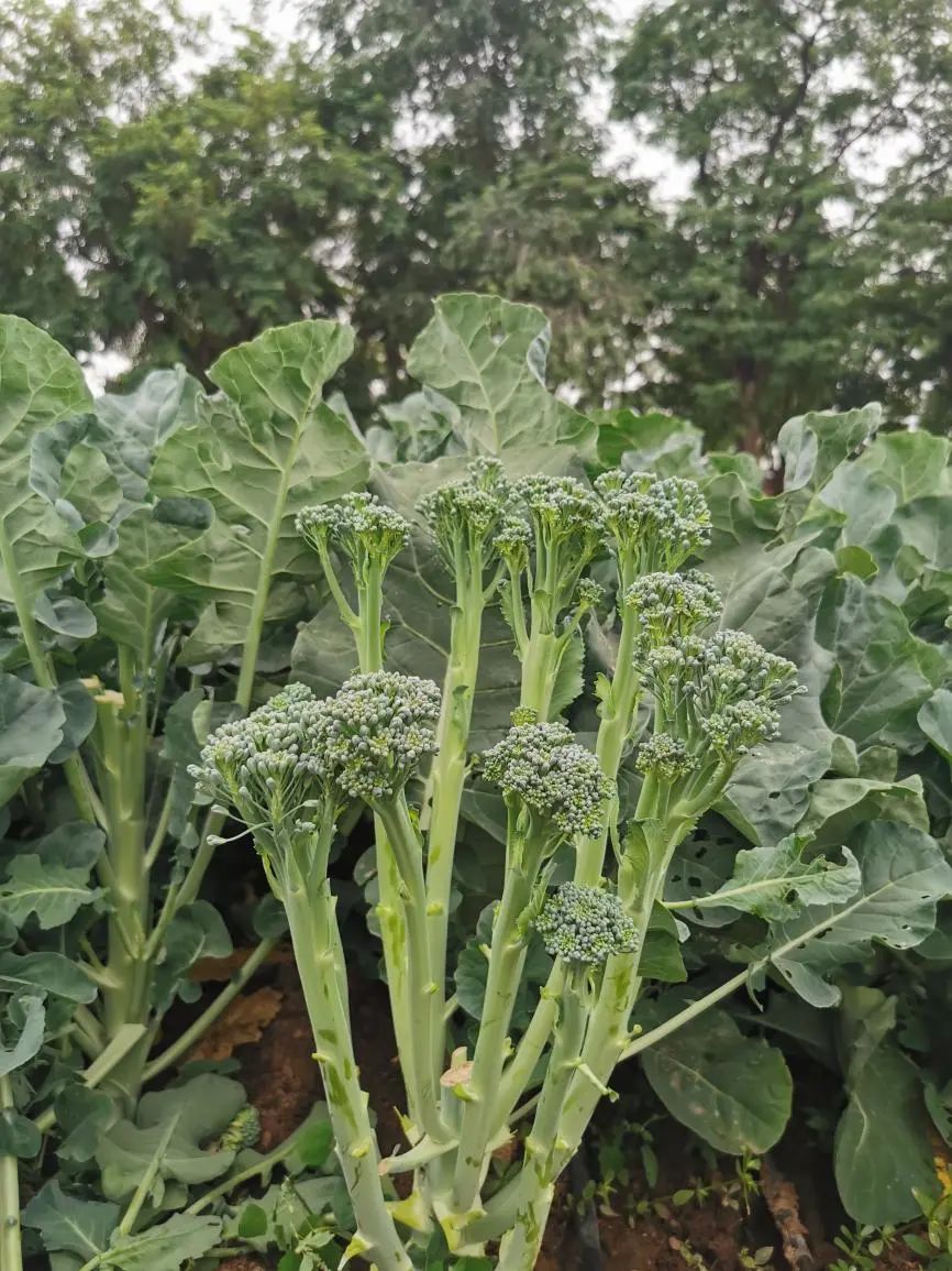 为农业生产"量体裁衣"|西兰花_新浪财经_新浪网