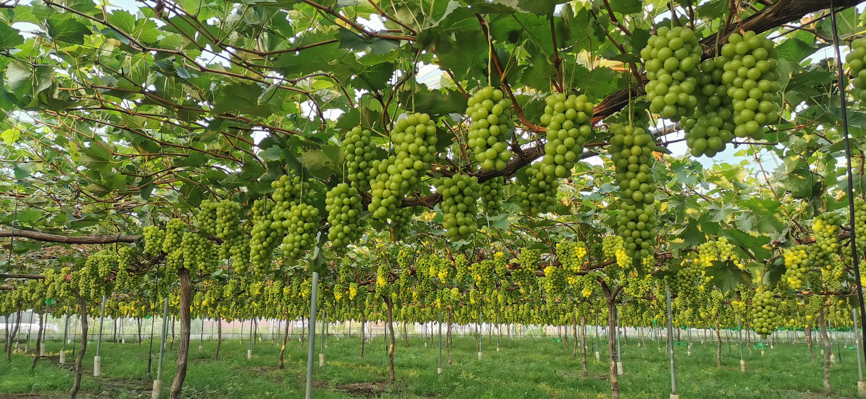 天津宁河某种植园内的葡萄林下套种食用菌的方案可以有很多种,具体在