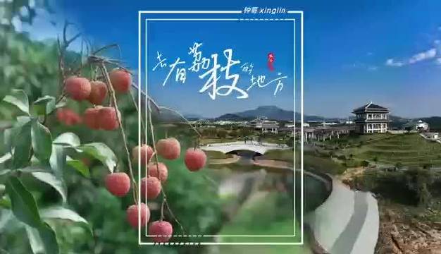 中国荔枝第一镇!|中国|茂名市_新浪新闻