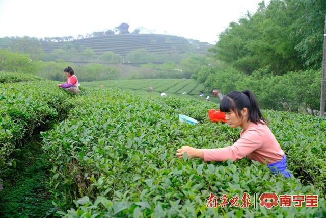 上林县明亮镇:春茶飘香!茶农采摘忙|南宁市_新浪财经_新浪网