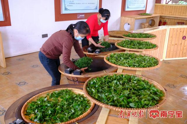 上林县明亮镇:春茶飘香!茶农采摘忙|南宁市_新浪财经_新浪网