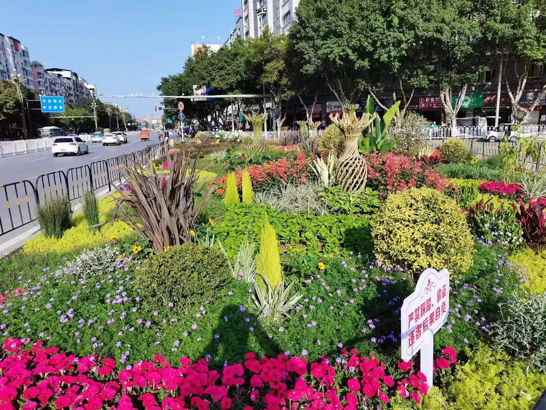 城市绿化为何总踩坑？_百花丛计划省30%维护费破解难题