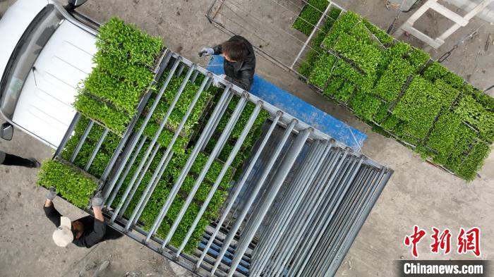 裸根松树的移栽不死的方法