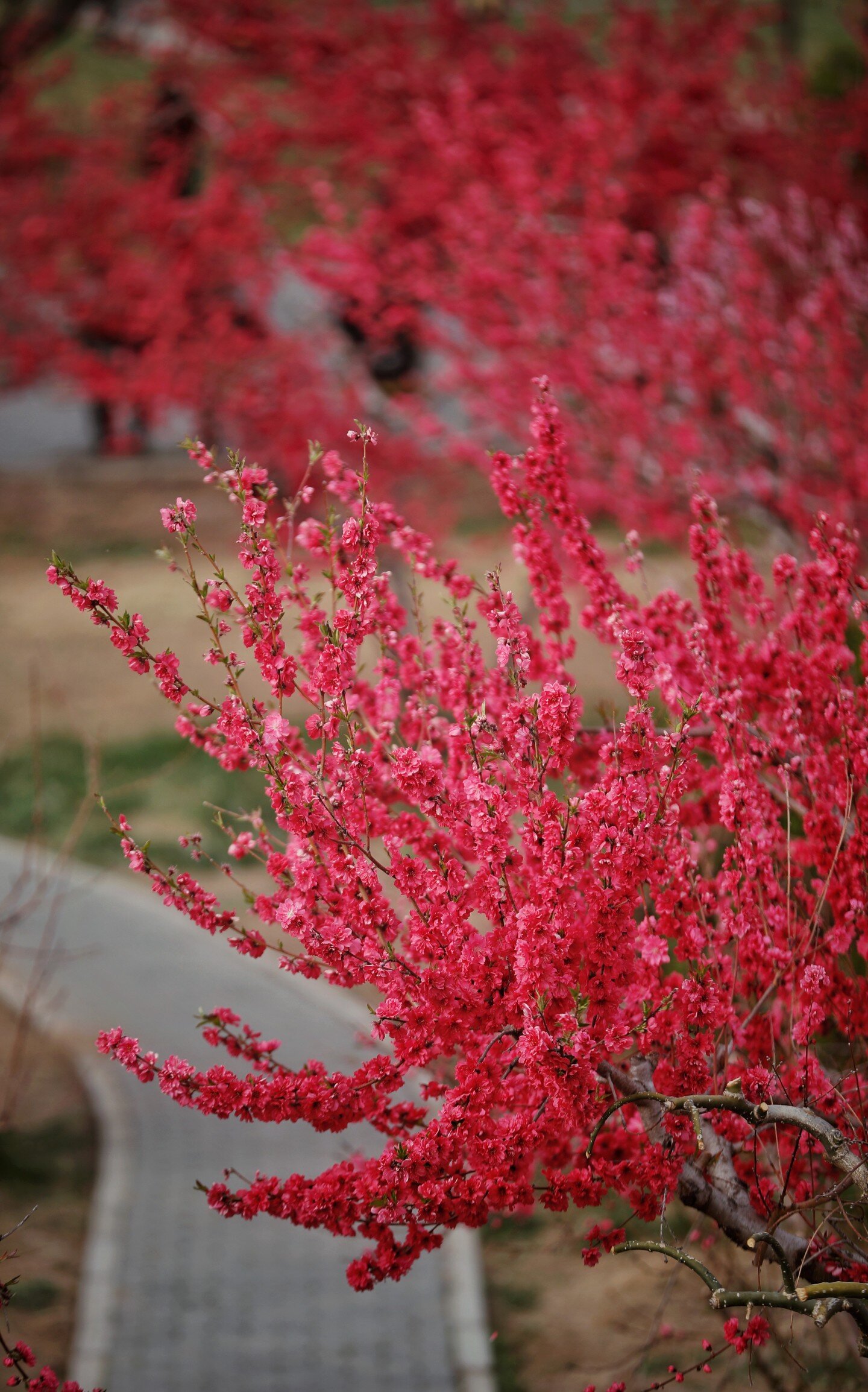 4月12日,第二十五届北京平谷国际桃花节,桃花已盛开.