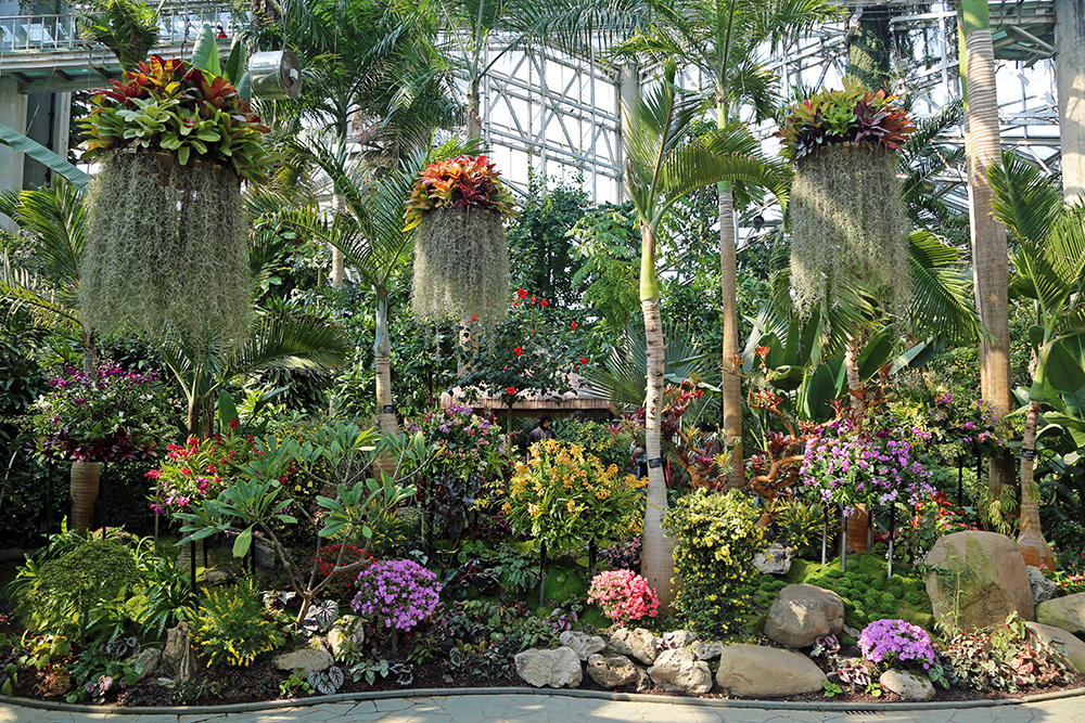 主会场上海植物园温室植物专题展"花满棠"