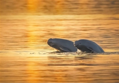 扬子洲有个江豚湾遇见