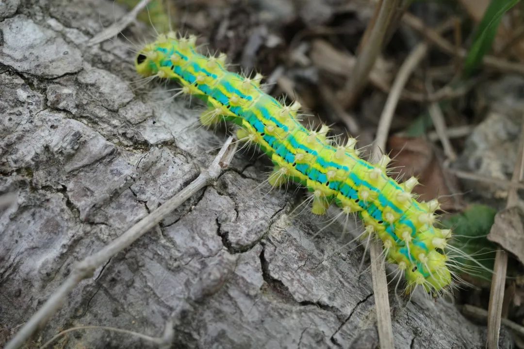 "大绿虫"的真面目|幼虫_新浪财经_新浪网