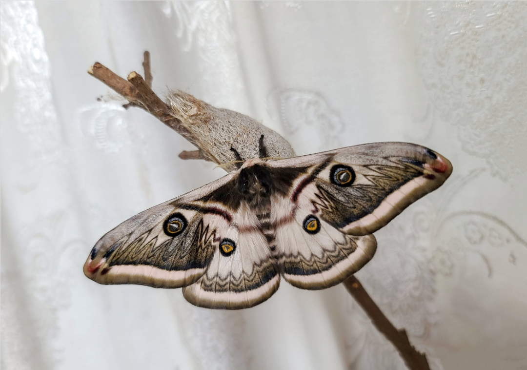 当每年春天樟树叶由绿转红,红叶纷飞之时,便是樟蚕蛾随灯起舞,繁殖下