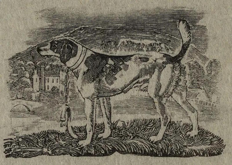 托马斯·毕维克,哈利犬《四足动物历史》插图,676