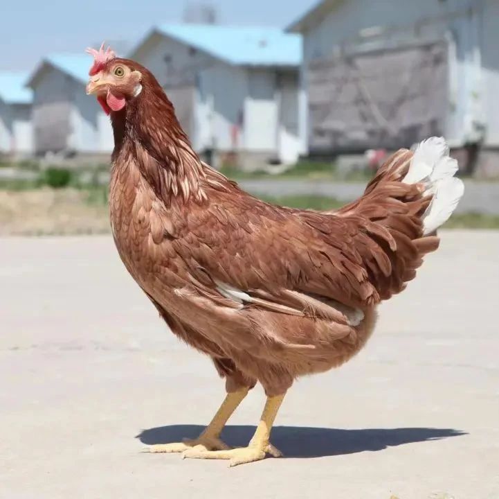 秋冬季蛋鸡常见的问题有哪些？