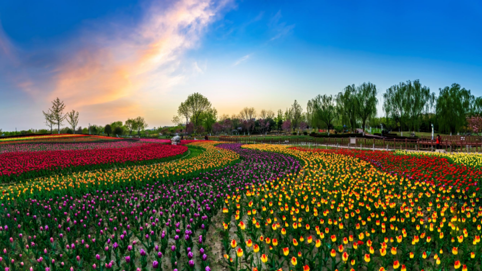北京房山长阳公园10万株郁金香绚丽绽放|郁金香|北京市_新浪新闻