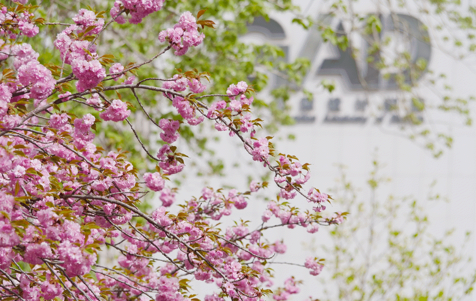 "樱"你而来花再开,本周末耿丹学院樱花文化节游览攻略请查收~|樱花