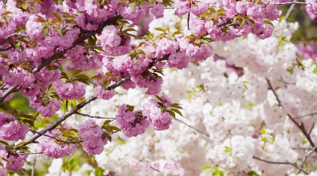 "樱"你而来花再开,本周末耿丹学院樱花文化节游览攻略请查收~|樱花