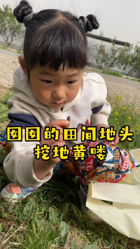 囡囡发现了几大块地黄，挖两小颗带走……_新浪新闻