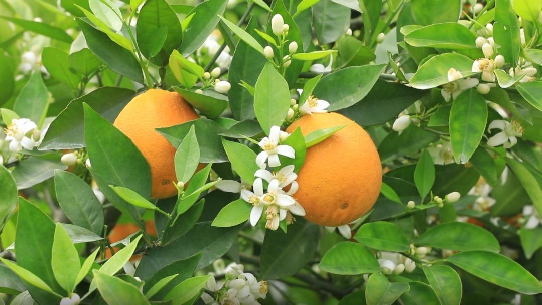 江永夏橙“花果同树”惹人爱|果园|夏橙|花果_新浪新闻