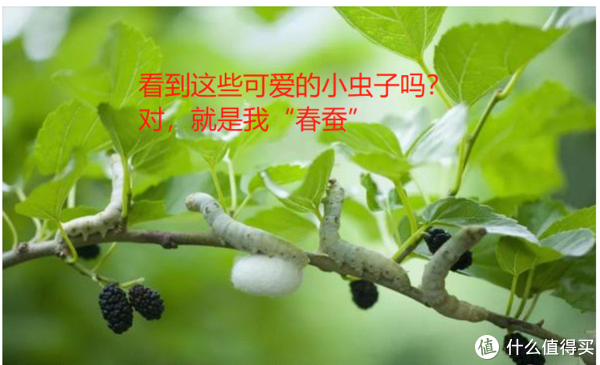 如果家有小学生让观察动物,那就养蚕吧|生活|桑叶|春蚕|养殖|外层_新浪新闻