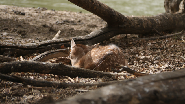 2只新生小麋鹿.程志斌摄