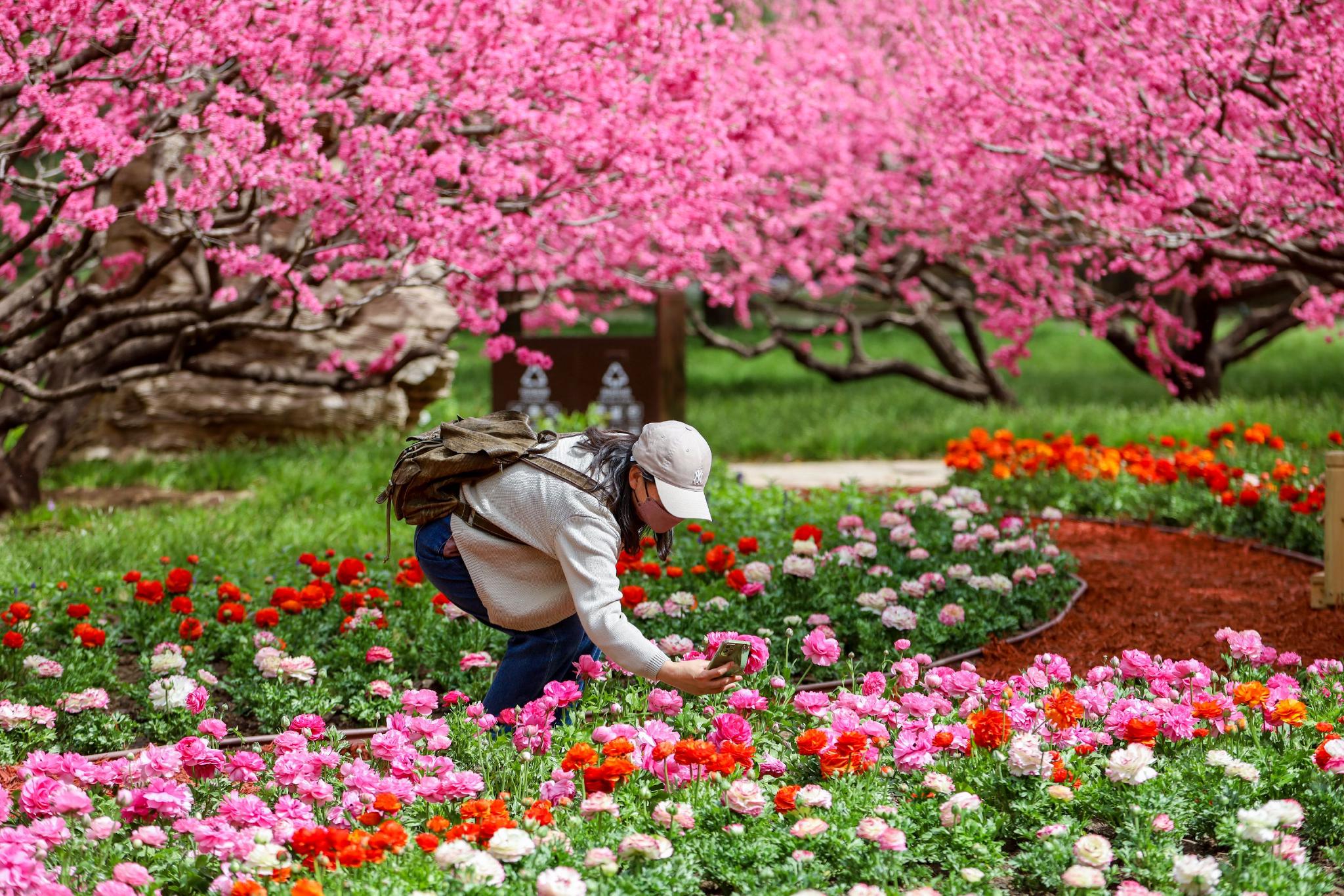 香山公园春天图片