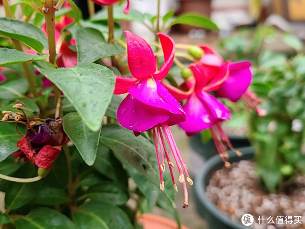 好养的花——家有女儿的必养吊钟花|吊钟花|倒挂金钟|养护_新浪新闻