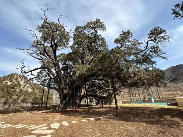 位于北京市密云区新城子镇的古柏"九搂十八杈"树龄约3500年,至今仍枝
