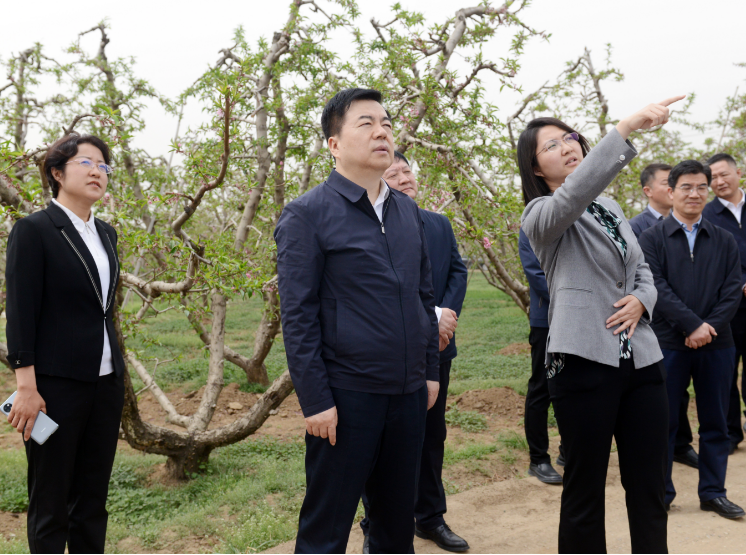 4月13日,市委书记党晓龙在顺平县伊祁山下万亩桃园调研.