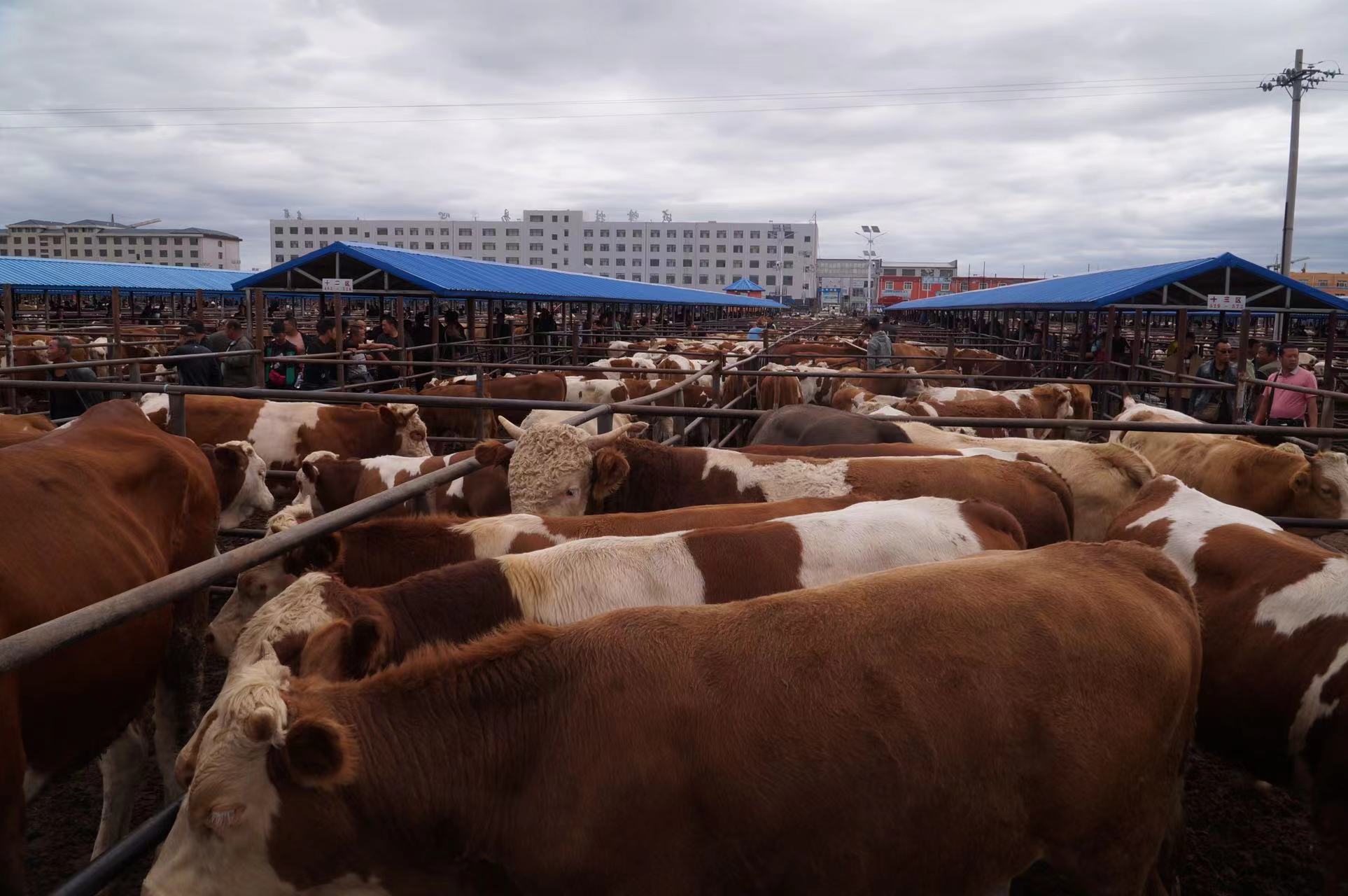 成千上万的科尔沁黄牛在舍伯吐镇成峰牲畜交易市场聚集,等待交易.