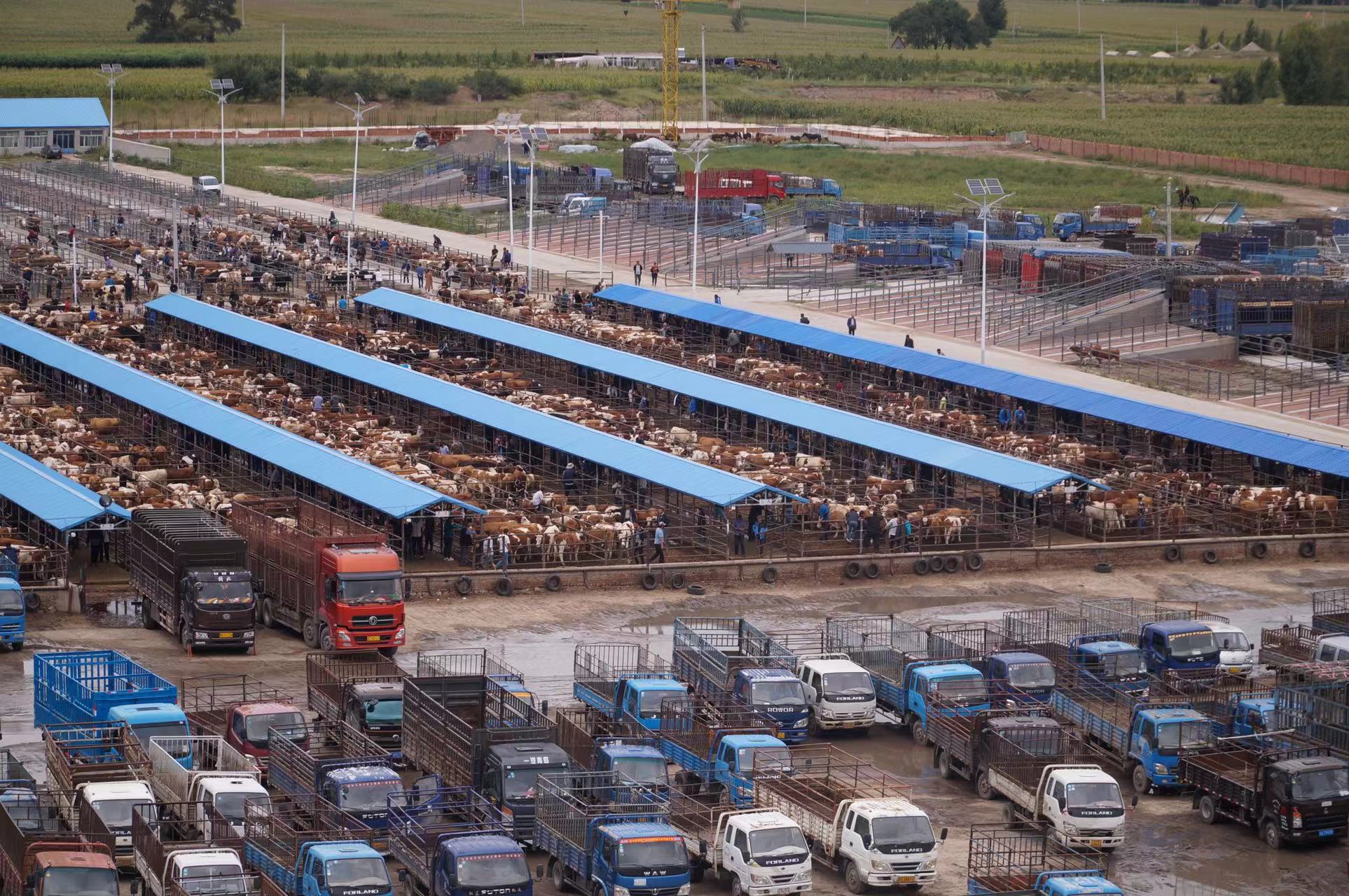 4月12日,繁忙的舍伯吐镇成峰牲畜交易市场.