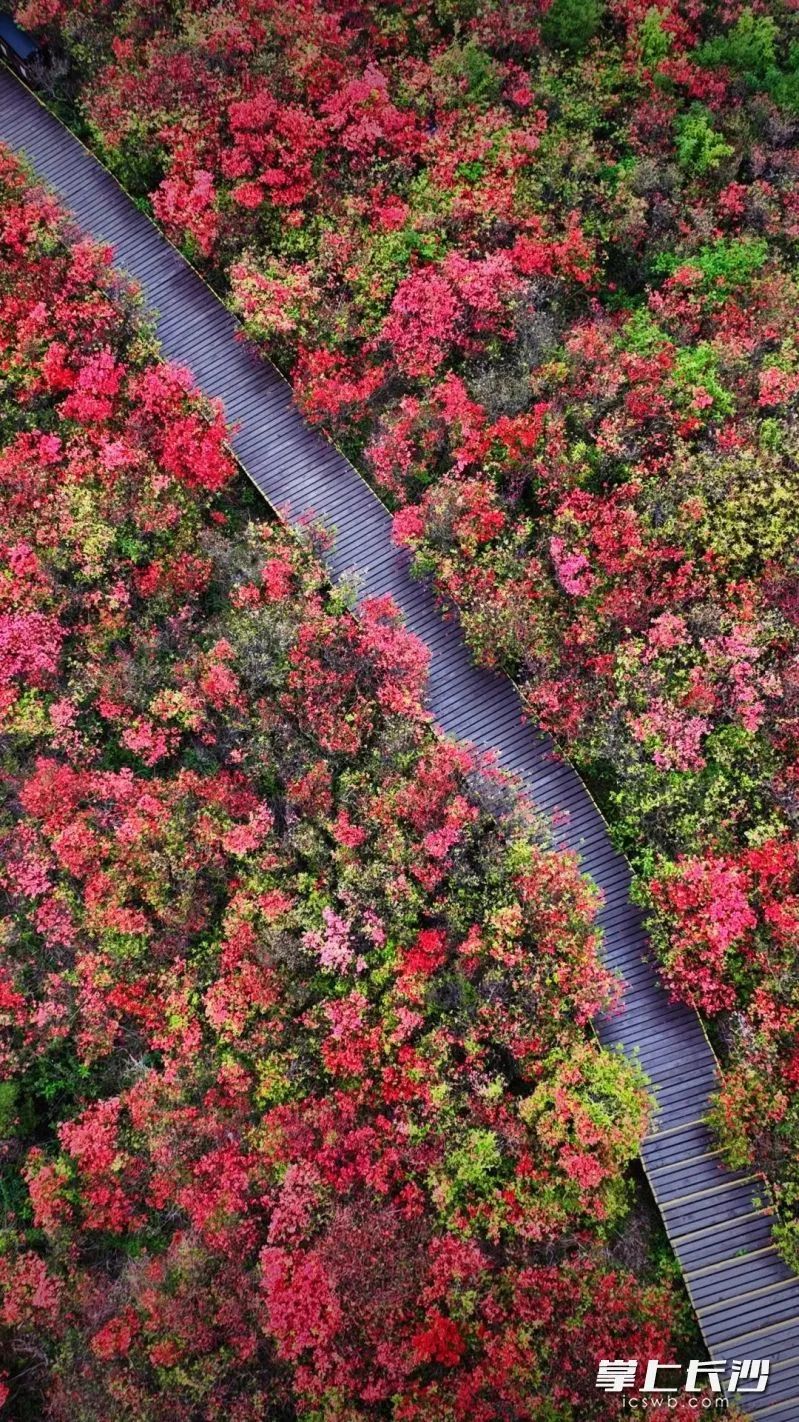 大围山杜鹃花海(均为资料图片)