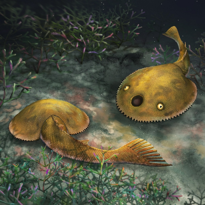 广西发现九尾狐甲鱼化石，距今约4.1亿年前，名字取自《山海经》
