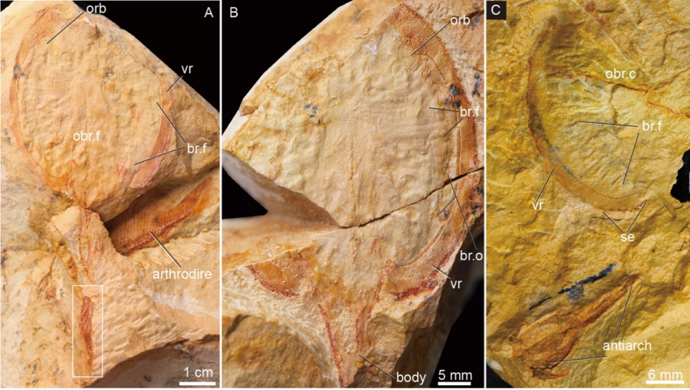 广西发现九尾狐甲鱼化石，距今约4.1亿年前，名字取自《山海经》