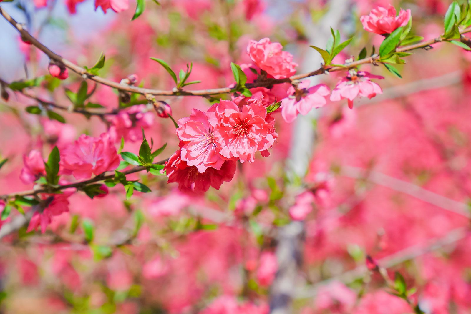 桃花海下秀瑜伽 平谷桃花节"美好生活健康相伴"主题活动举办