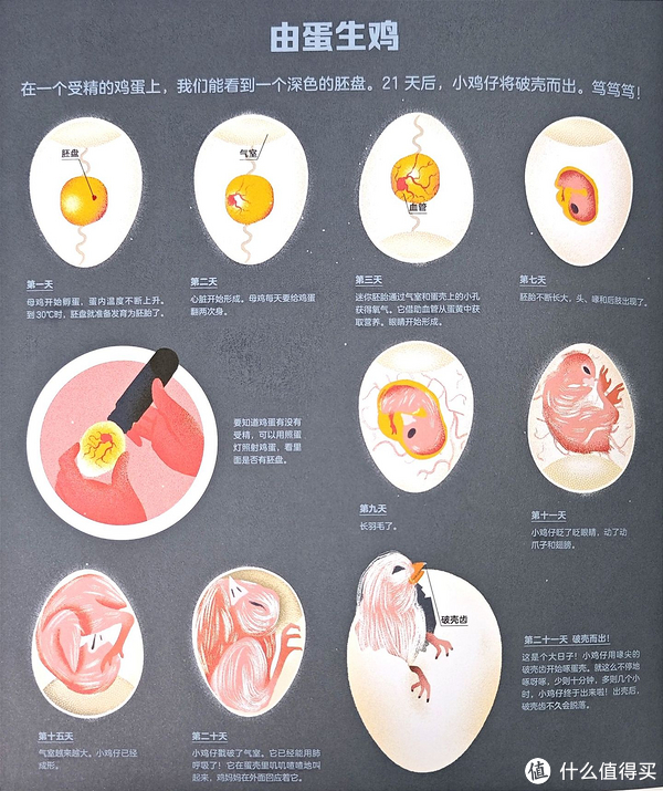 小鸡是如何从鸡蛋里孵化出来的?这样给孩子做科普,清楚又轻松!__财经头条