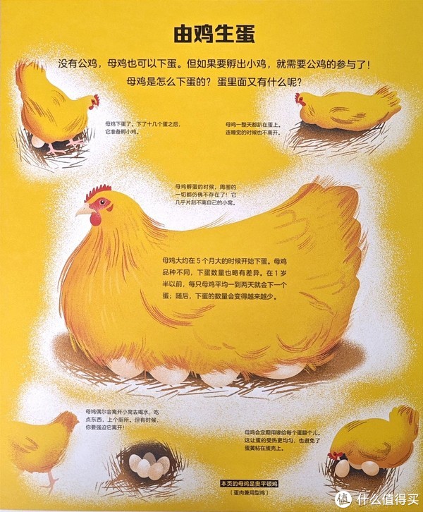 受精的是鸡蛋，不受精也是鸡蛋，母鸡没有公鸡也能生蛋...