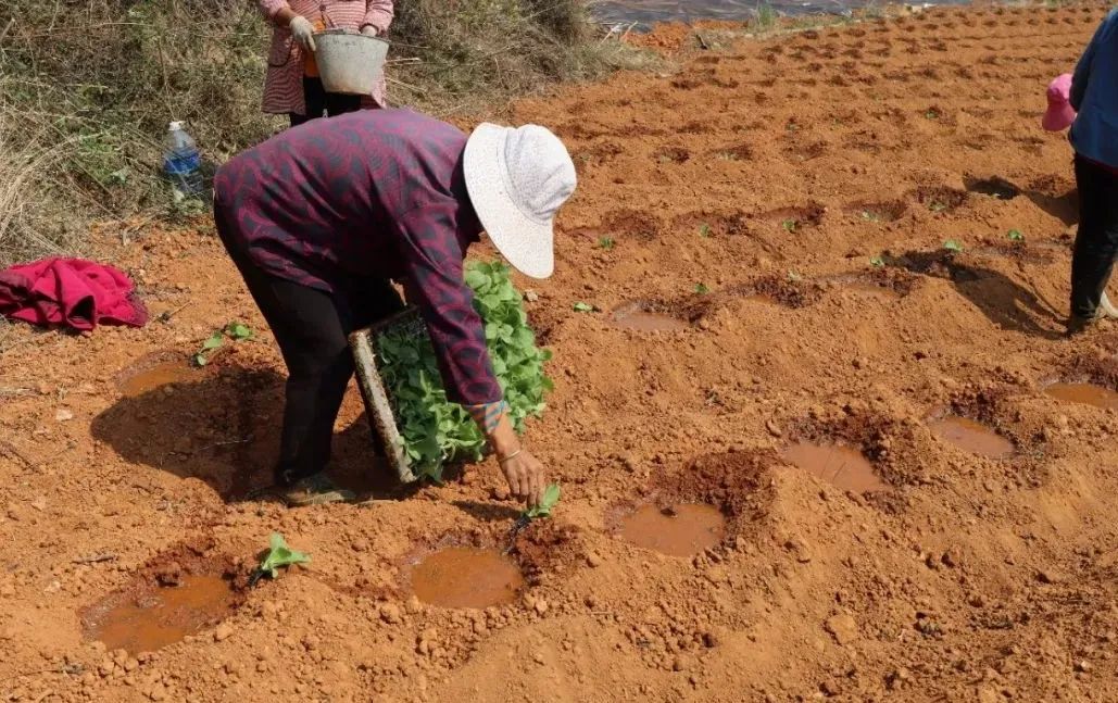 膜下烟草移栽后怎样控制
