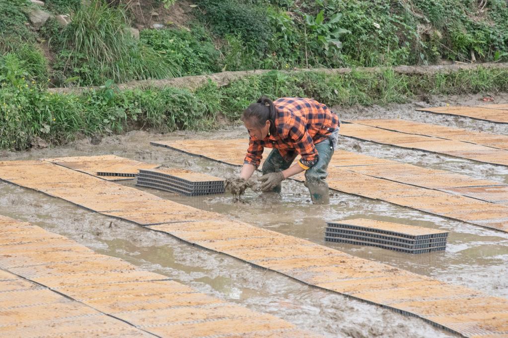 新华全媒 丨贵州:水稻育秧集中化 "流水线"上生产忙|贵州省_新浪财经